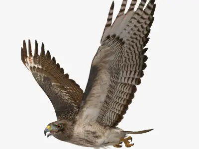  Buteo Jamaicensis 'Red-tailed Hawk' 