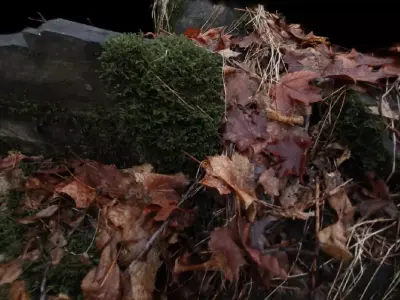 Mossy stone on the forest floor Free 3D model