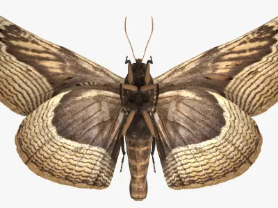  Animated Owl Moth Flight Rigged for Maya 