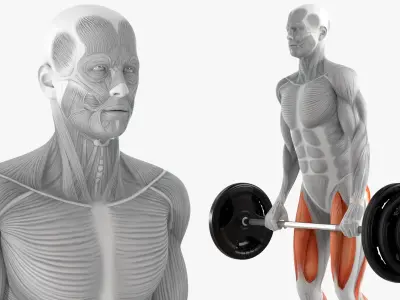  Anatomy Male Muscular System Deadlift 