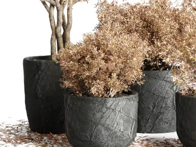 Outdoor Indoor plant dirty stone pots dry tree autumn plants 3D model