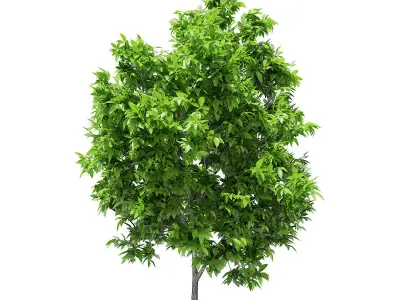 Avocado Tree 3D model