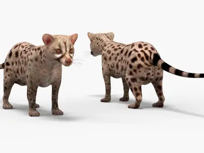  Asian Palm Civet Musang Spotted Coat Brown Rigged 