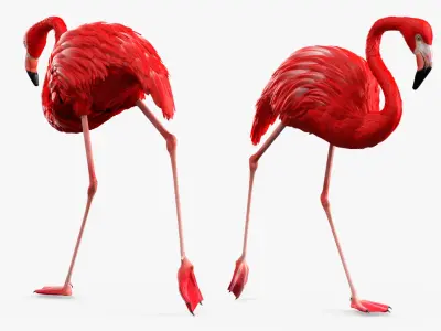 Exotic Bird Red Flamingo Rigged for Cinema 4D 