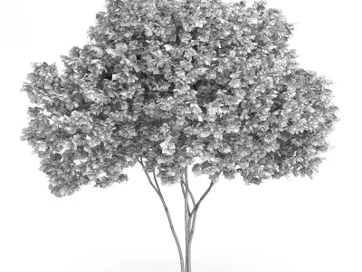 Elderberry Tree Sambucus nigra 3D model