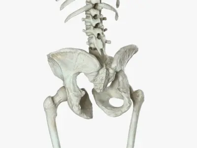  Human Skeleton (Rigged) 