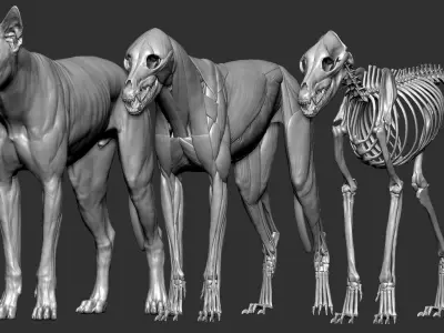  wolf VFX MUSCLE SIMulation 