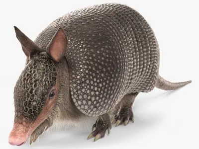  Armadillo in Walking Pose Black Fur for Cinema 4D 