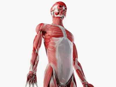  Male Skin, Skeleton And Muscles Rigged (Cinema Rigged) 