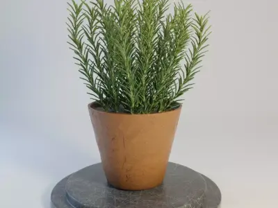 Rosemary plant in pot 3D model