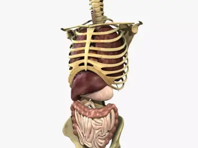 Human Skeleton Torso With Internal Organ Anatomy Rigged 3D model