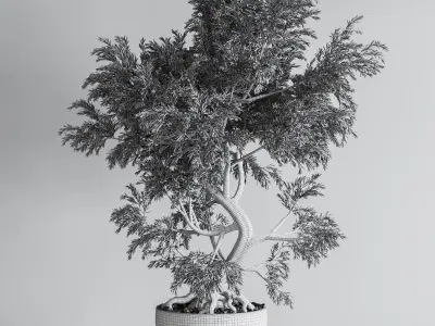 plant bonsai 05 3D model