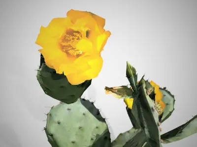 Prickly Pear Cactus Tree Low-poly 3D model