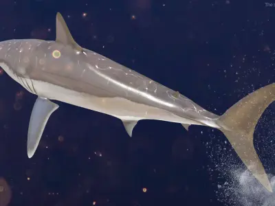  Realistic Shortfin Mako Shark Rigged for Cinema 4D 
