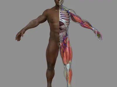 Full African American Male Anatomy 3D model