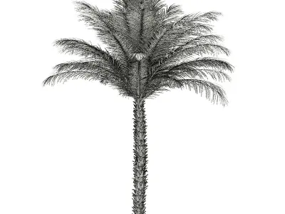 Date Palm Tree 3D Model 5m 3D model