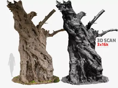 Giant Ancient Olive Tree 6  3DScan 3x16k 1x16k Textures Low-poly 3D model