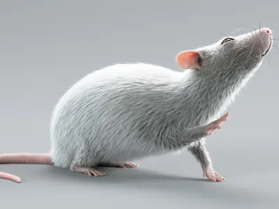  Laboratory Rat Rigged Xgen 
