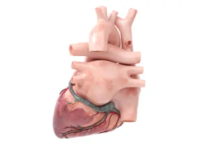  Human Heart v2 Animated 