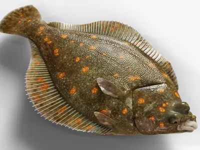  Flatfish Animated 