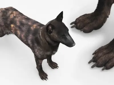  Dog Dutch Shepherd Fur 