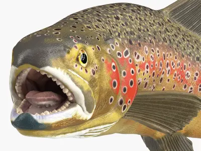  Swimming Salmonid Brown Trout 