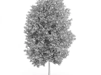 Maidenhair Tree Ginkgo biloba 3D model