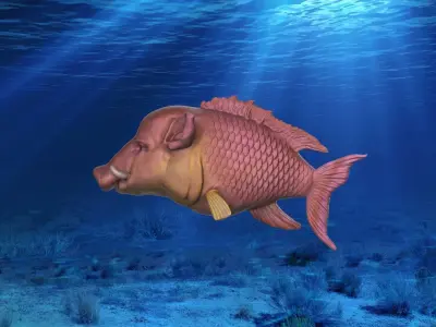 Hogfish Ocean Bacon 3D print model