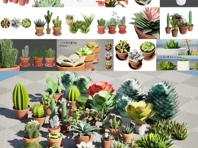 Potted Cactus and Succulent 3D Collection Low-poly 3D model