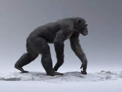  Chimpanzee RIGGED 