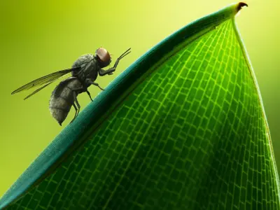  HouseFly Rigged Animated 8K PBR Textures 