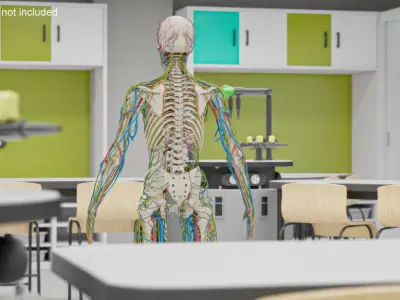  Human Circulatory and Nervous System Anatomy 