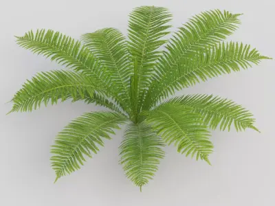 Fern Matteuccia struthiopteris  Low-poly 3D model