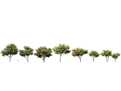 Highpoly - Low Poly - Koelreuteria paniculata - golden rain tree Low-poly 3D model