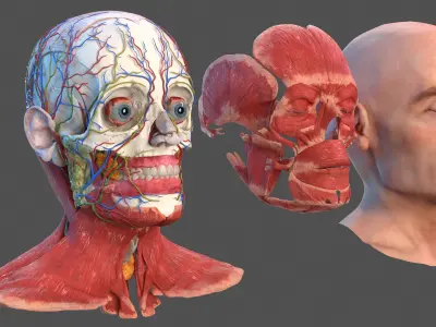  Human Head Full Anatomy and Skin 