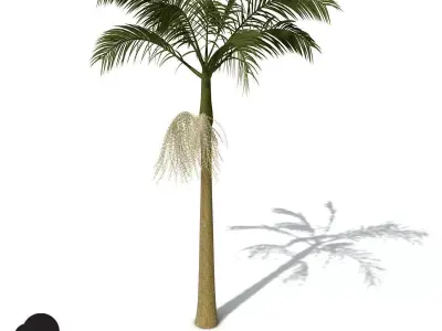 XfrogPlants Alexandra Palm 3D model