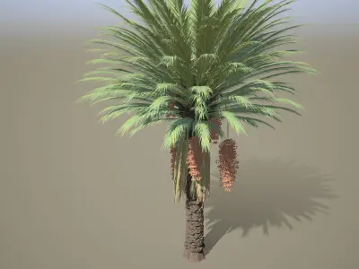 4 Stylized Date Palm Tree Variations  Low-poly 3D model