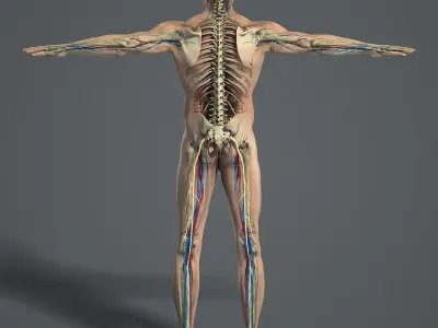  Male and Female Anatomy Essentials Pack (Textured) 