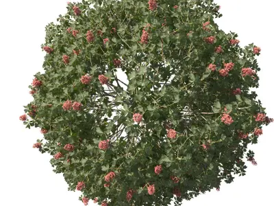 Aesculus x carnea 201SP FL 3D model
