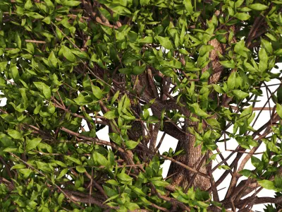 Tree for exterior design 3D model