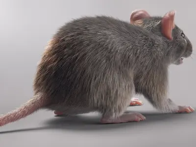  House Mouse with Fur 