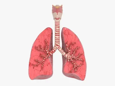  Trachea Lungs Bronchial Tree 