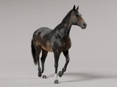 Horse SealBrown 