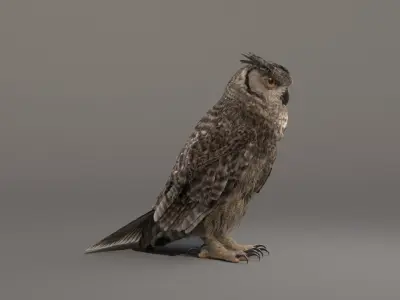  Owl Rigged 