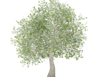 Olive Tree with Fruits 3D model