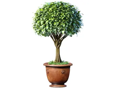 Decorative garden tree in a classic pot and flowerpot plant 3D model