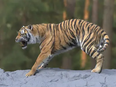  Tiger ANIMATED 