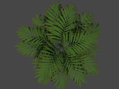 Small palm tree Howea Forsteriana 3D model