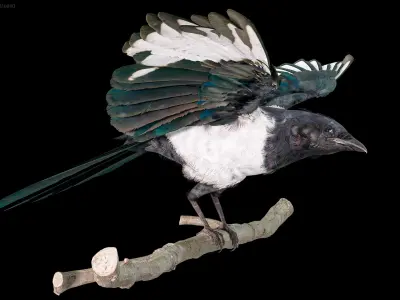  Eurasian Magpie Rigged PBR 