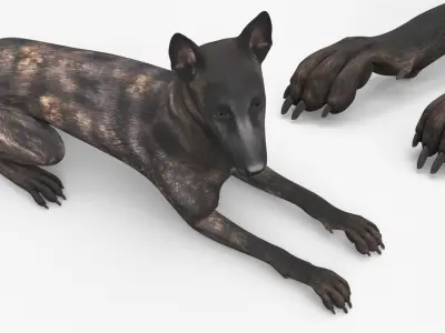  Shepherd Dog Lying Dark Brindle 